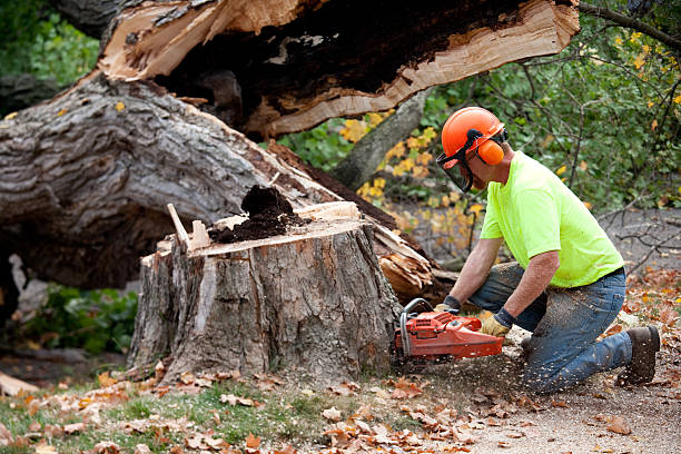 Reliable Decatur, MS Tree Services Solutions