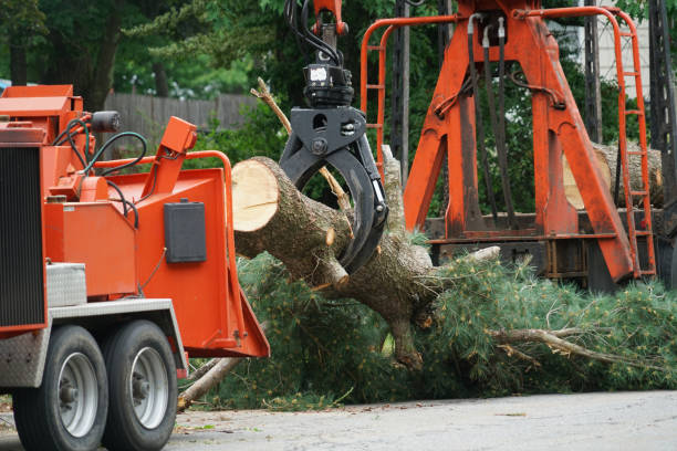 Best Hedge Trimming  in Decatur, MS