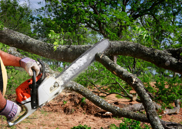 Why Choose Our Tree Removal Services in Decatur, MS?